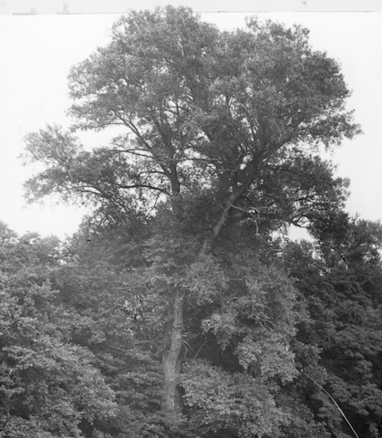 R12C013 Pillnitz Großer Baum auf der Insel 