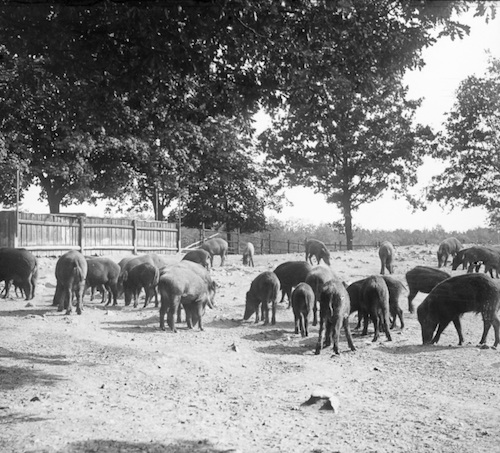 R12013 Moritzburg Schwarzwild 