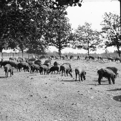 R12015 Moritzburg Wildschweinfütterung 