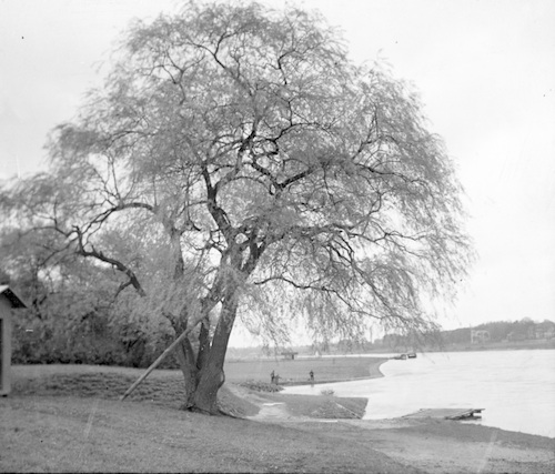 Meißen R13001 Baum an der Elbe 