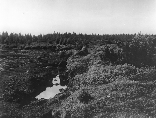 R234009 Erzgebirgisches Hochmoor bei Oberwiesental 