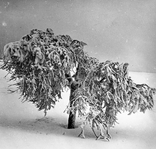 R29001 Baum im Schnee 