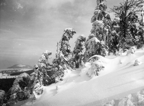 R29021 Bäume im tiefen Schnee 