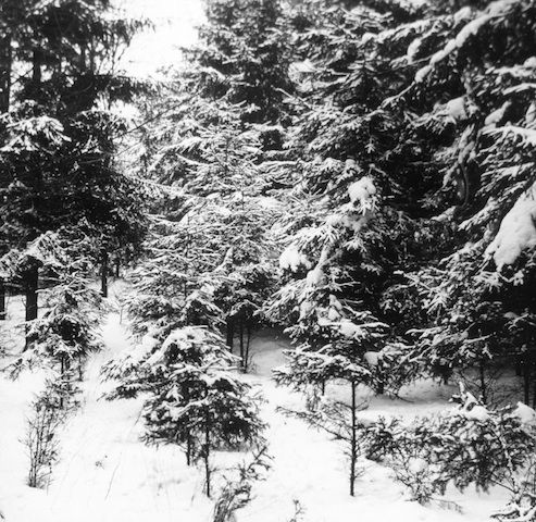 R29010 Schneebilder in den Jagdwegen bei Pillnitz 