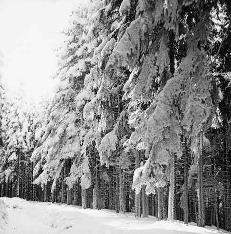 R70010 Altenberg Winterwald 